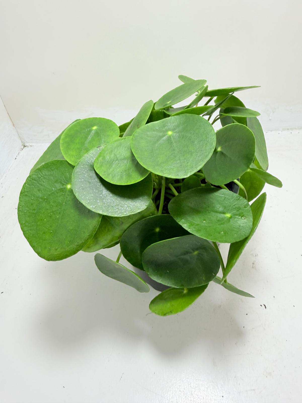 Pancake Plant growing indoors in a decorative pot