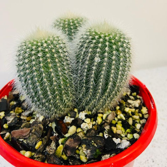 Parodia alba Snowball Cactus