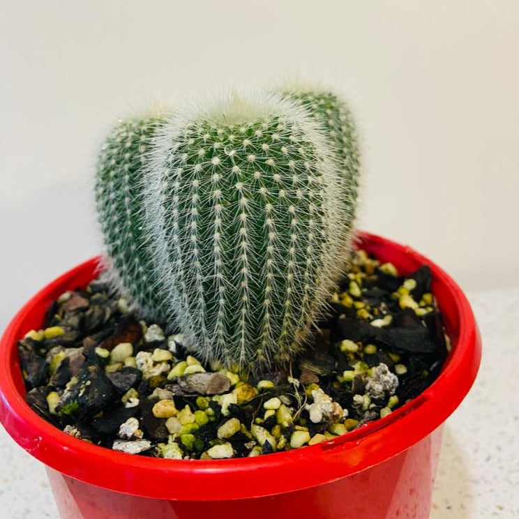 Parodia alba cactus with white spines