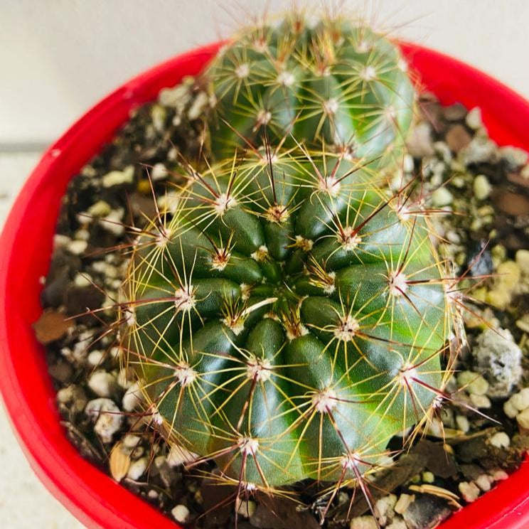 Parodia ottonis Ball Cactus supplied in an 80mm nursery pot