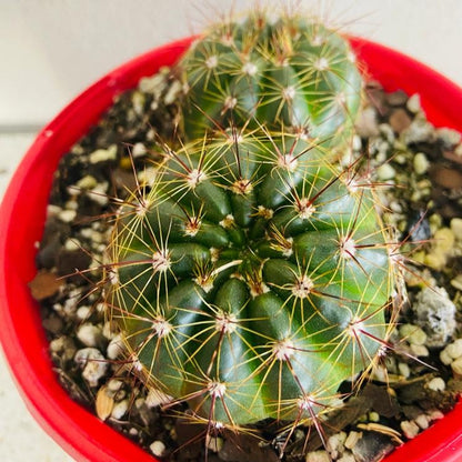 Parodia ottonis Ball Cactus supplied in an 80mm nursery pot