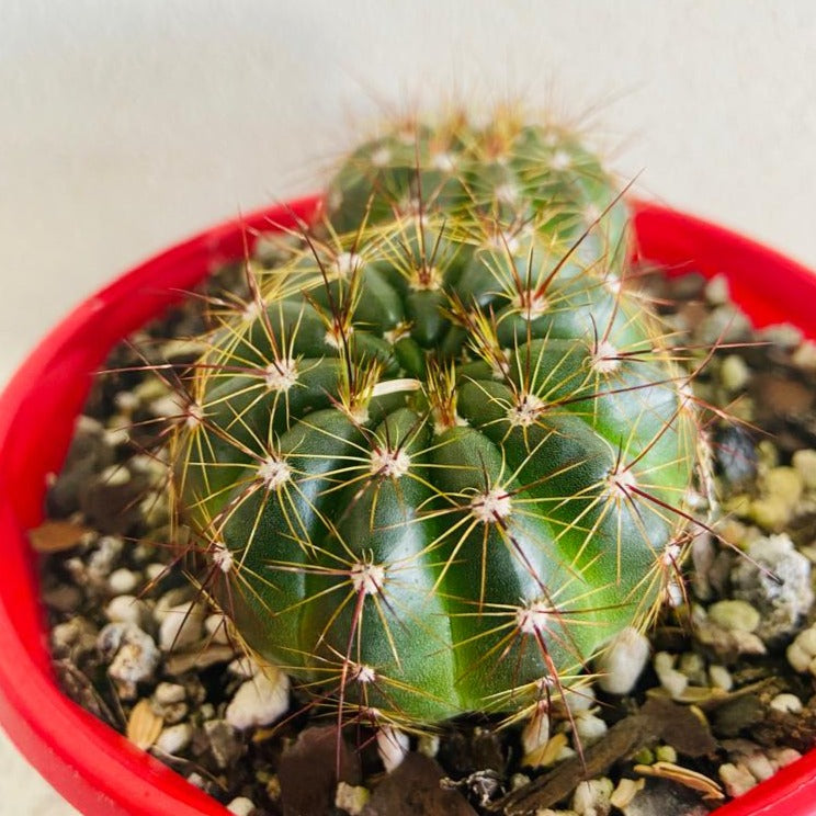 Parodia ottonis easy care cactus for Australian homes and succulent collections