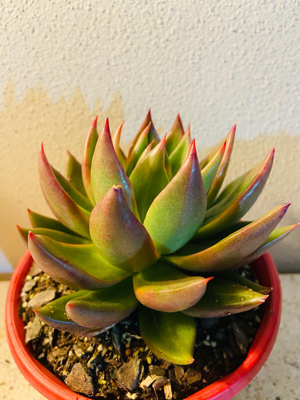 Pastel Echeveria Miranda succulent suitable for pots and windowsills