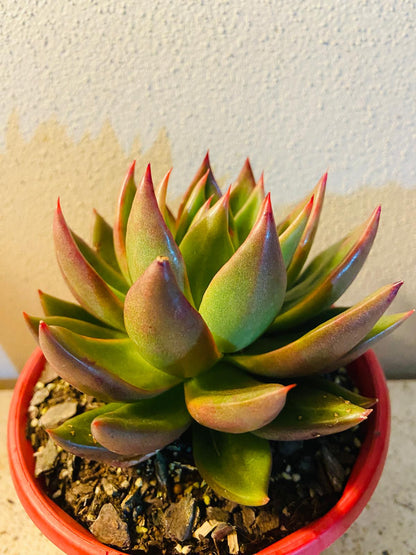 Pastel Echeveria Miranda succulent suitable for pots and windowsills