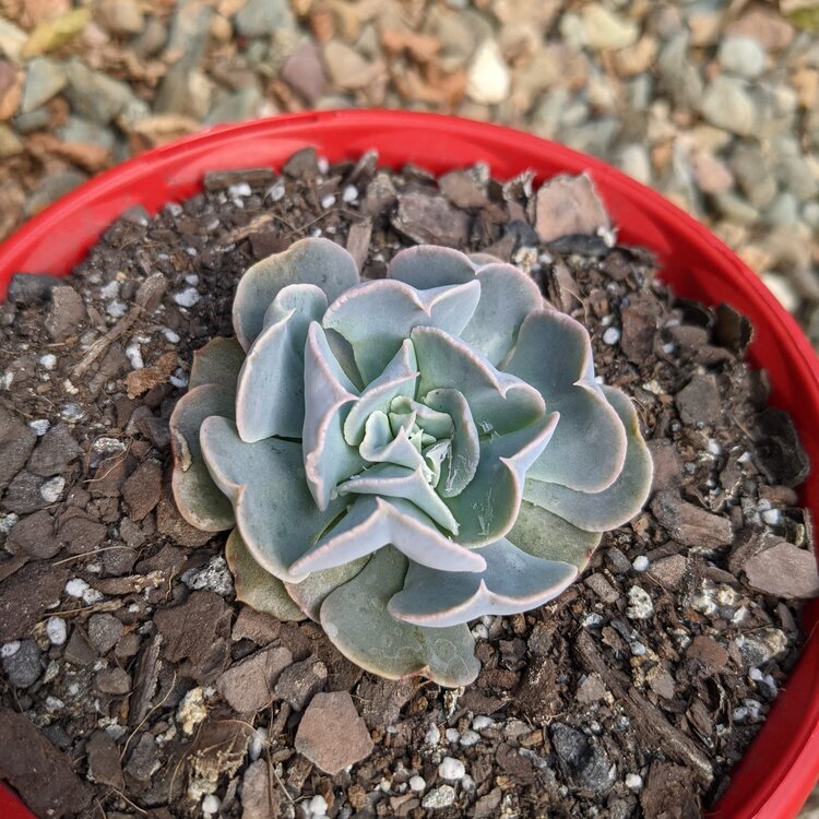 Echeveria Swan Lake growing in a 130mm nursery pot