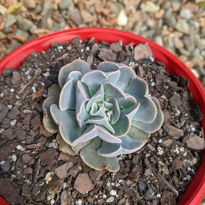 Echeveria Swan Lake growing in a 130mm nursery pot