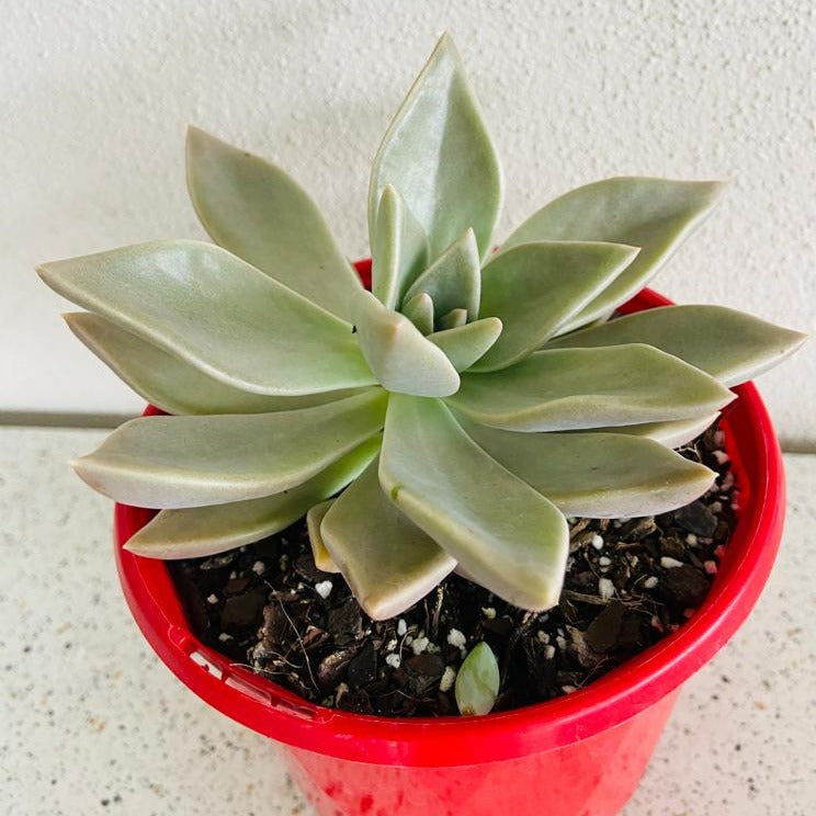 Pastel coloured Graptoveria hybrid succulent for collectors