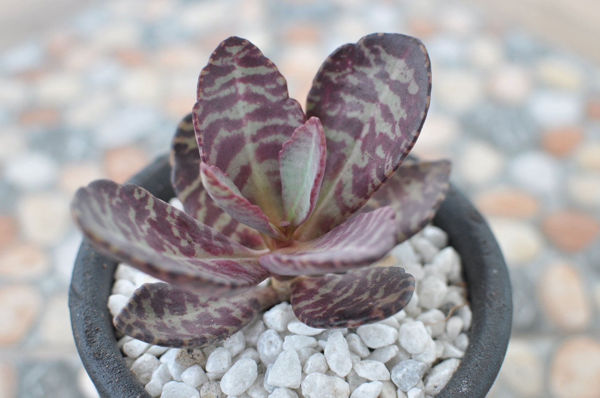 Patterned Kalanchoe succulent growing in a container