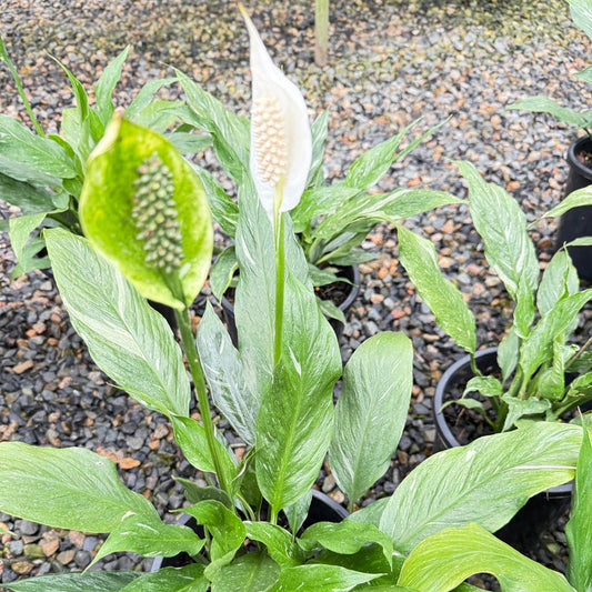 Peace Lily ‘Jet Diamond’130 mm