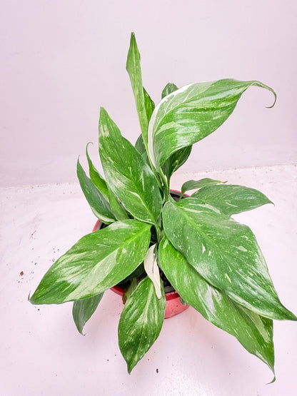 Peace Lily ‘Jet Diamond’130 mm