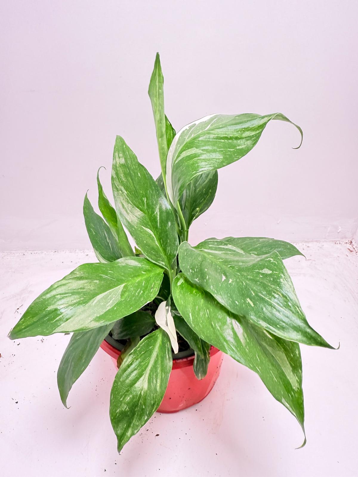 Peace Lily ‘Jet Diamond’130 mm