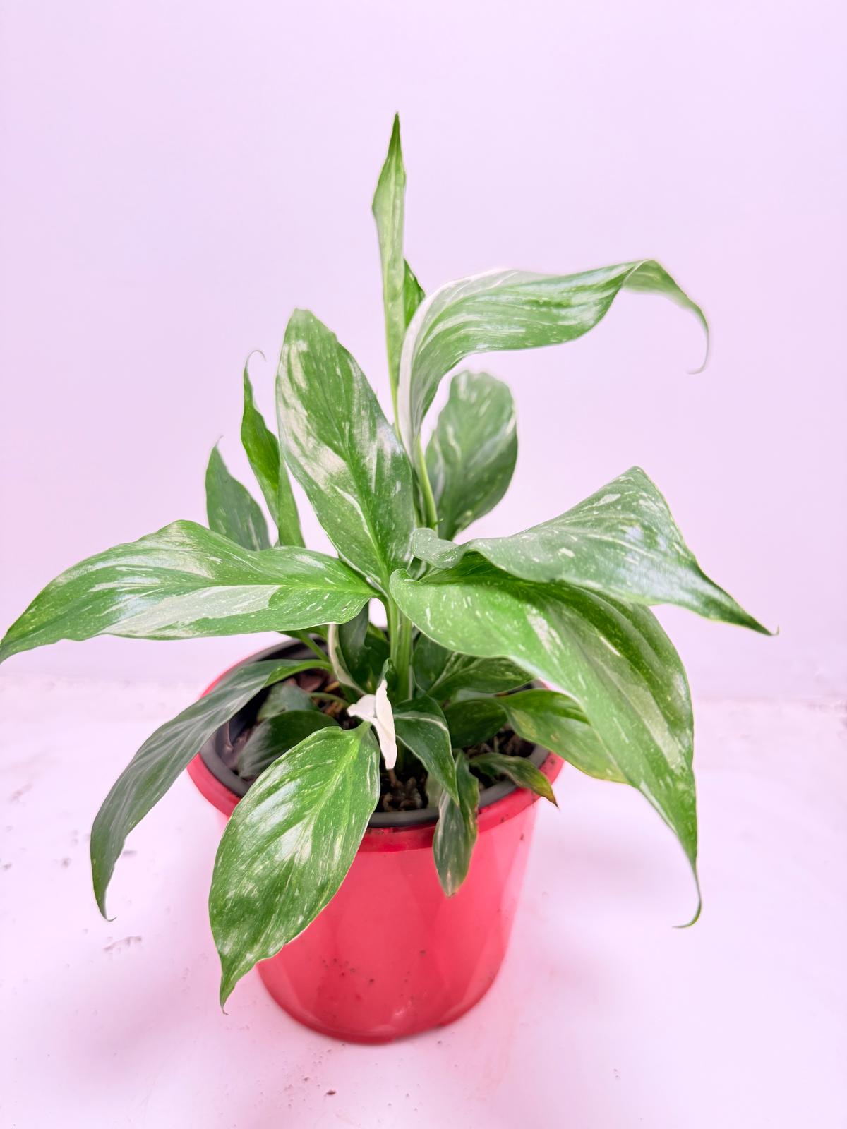 Peace Lily ‘Jet Diamond’130 mm