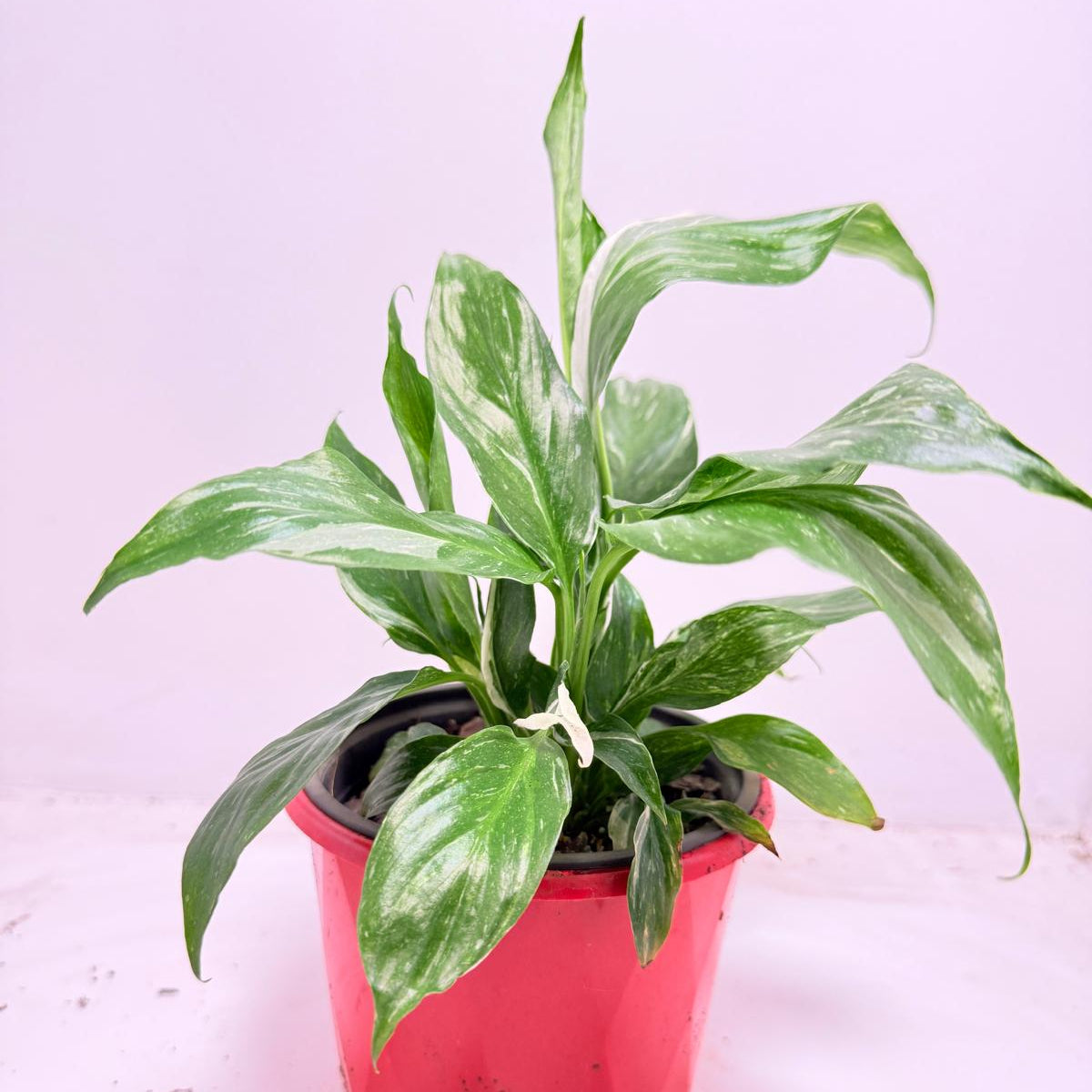 Peace Lily ‘Jet Diamond’130 mm