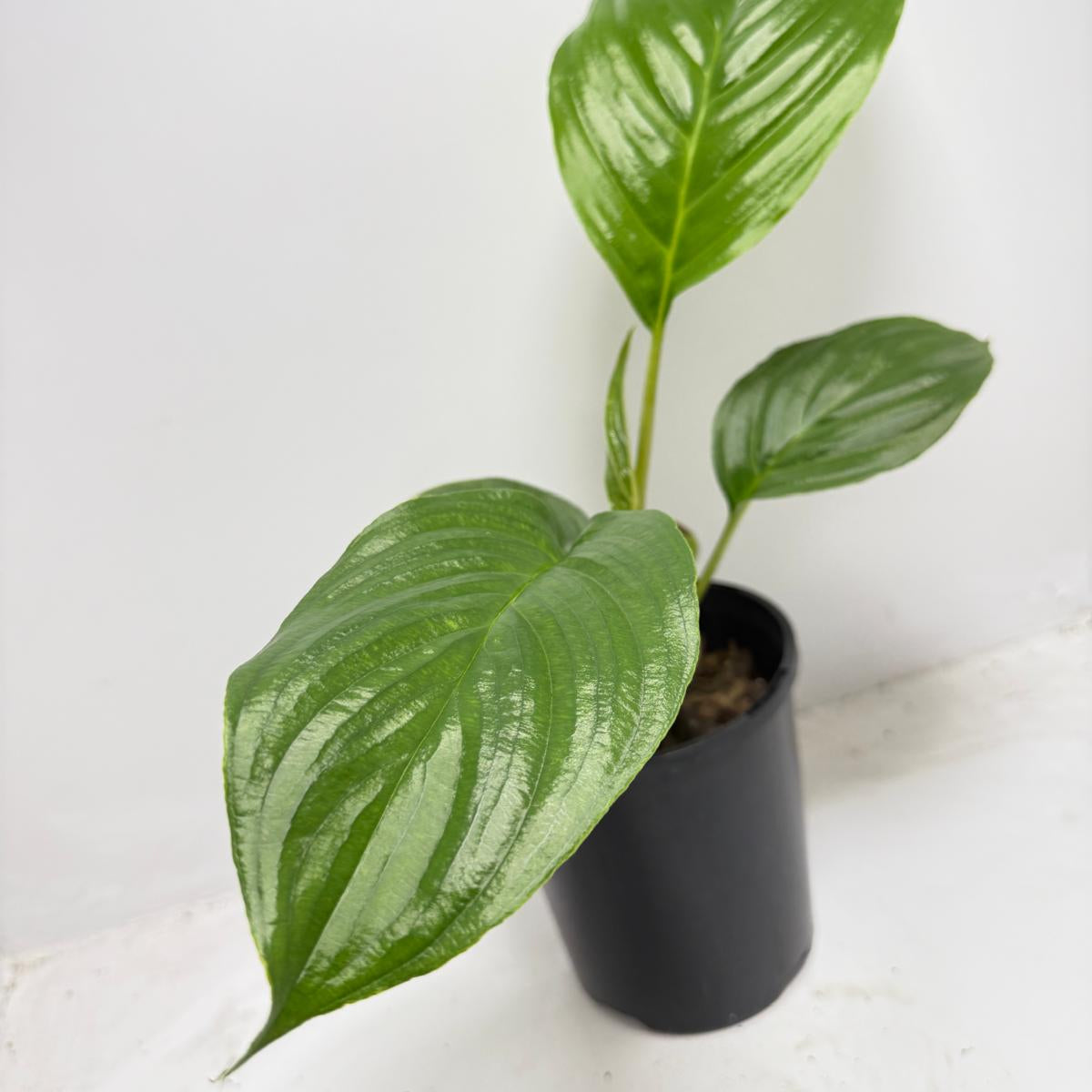 Peace Lily ‘Sensation’ 130 mm
