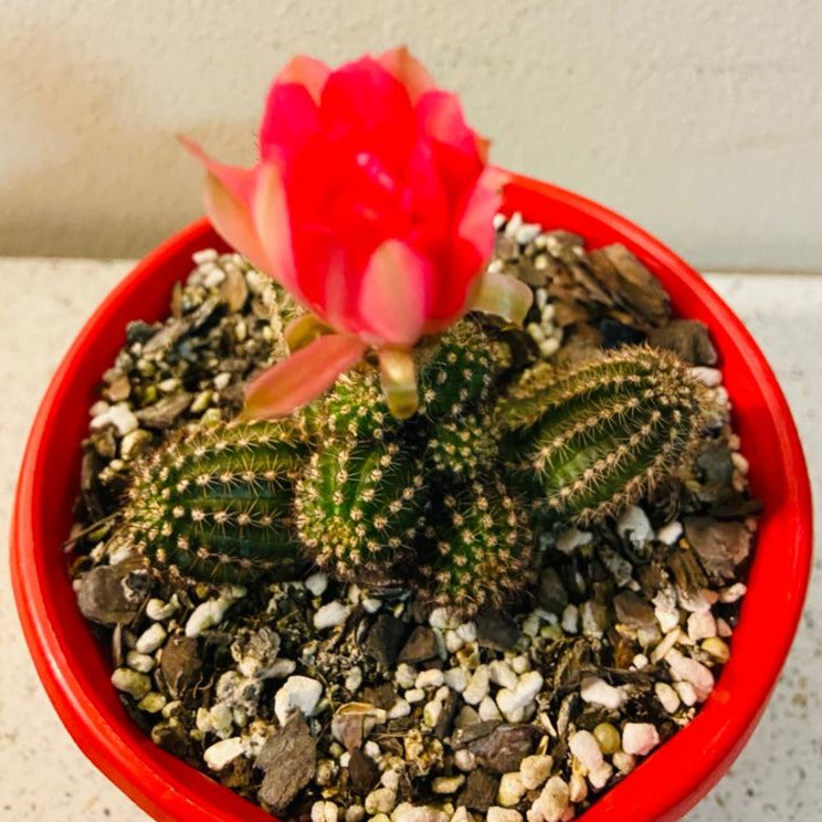 Chamaecereus Peanut Cactus growing in a 130mm nursery pot