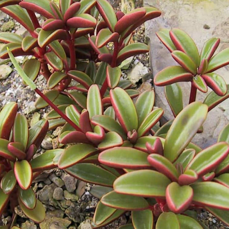 Peperomia graveolens Ruby Glow growing in a 130mm nursery pot
