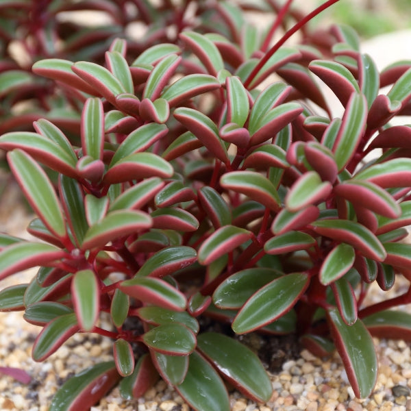Peperomia graveolens Ruby Glow plant with green leaves and vibrant red undersides