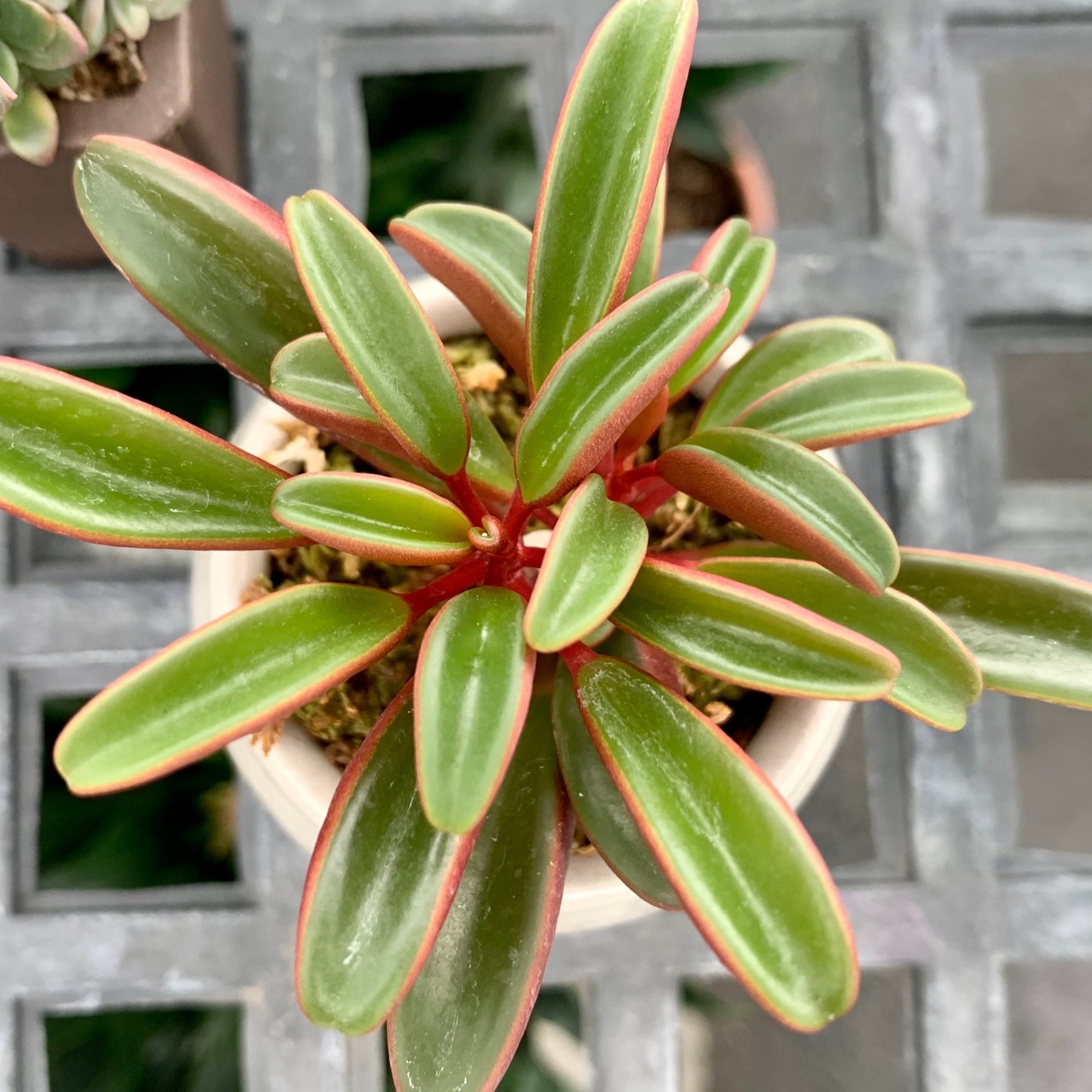 Rare Peperomia Ruby Glow indoor plant with compact upright growth