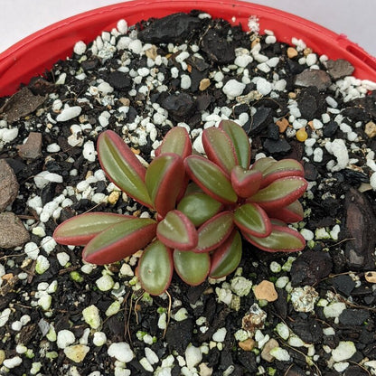 Two-tone Peperomia Ruby Glow foliage with green tops and red leaf undersides