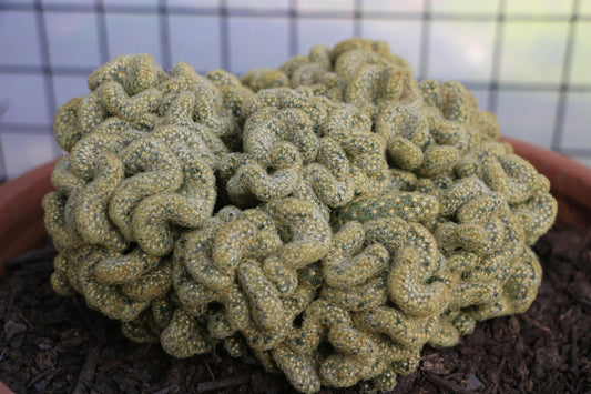Cacti- Mammillaria Brain