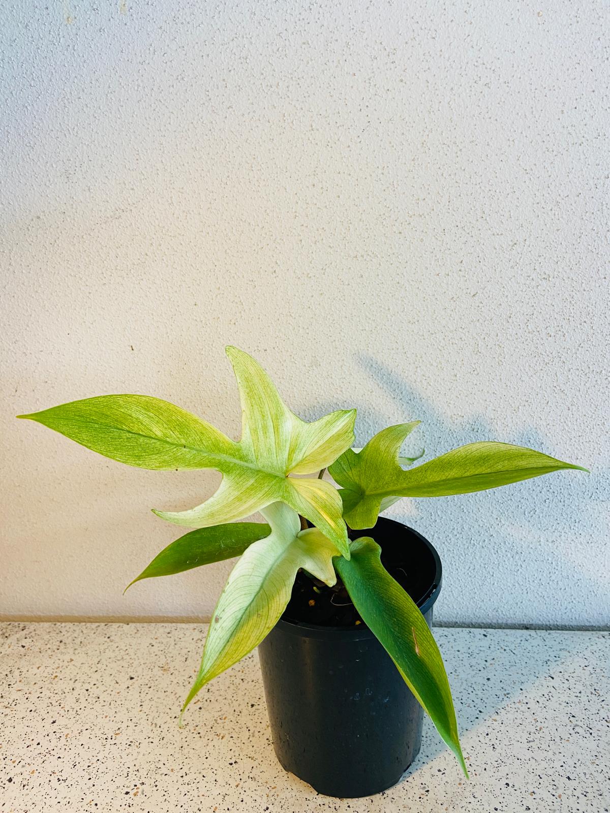 Philodendron Florida Ghost indoor plant growing in a 130mm nursery pot
