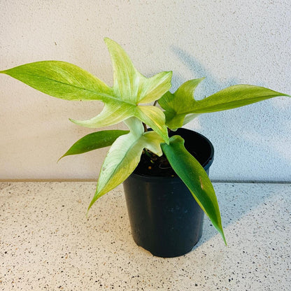 Philodendron Florida Ghost with pale new leaves and mature green foliage