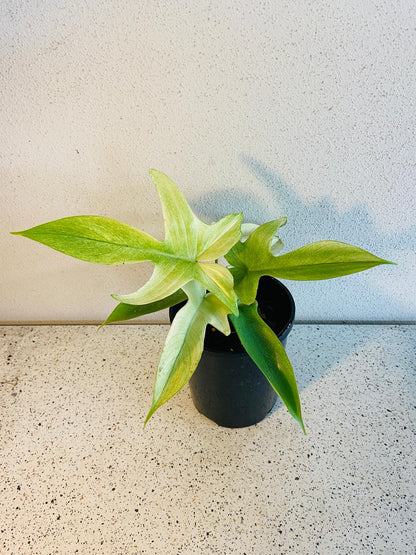 Rare Philodendron Florida Ghost showing white new growth and changing leaf colours