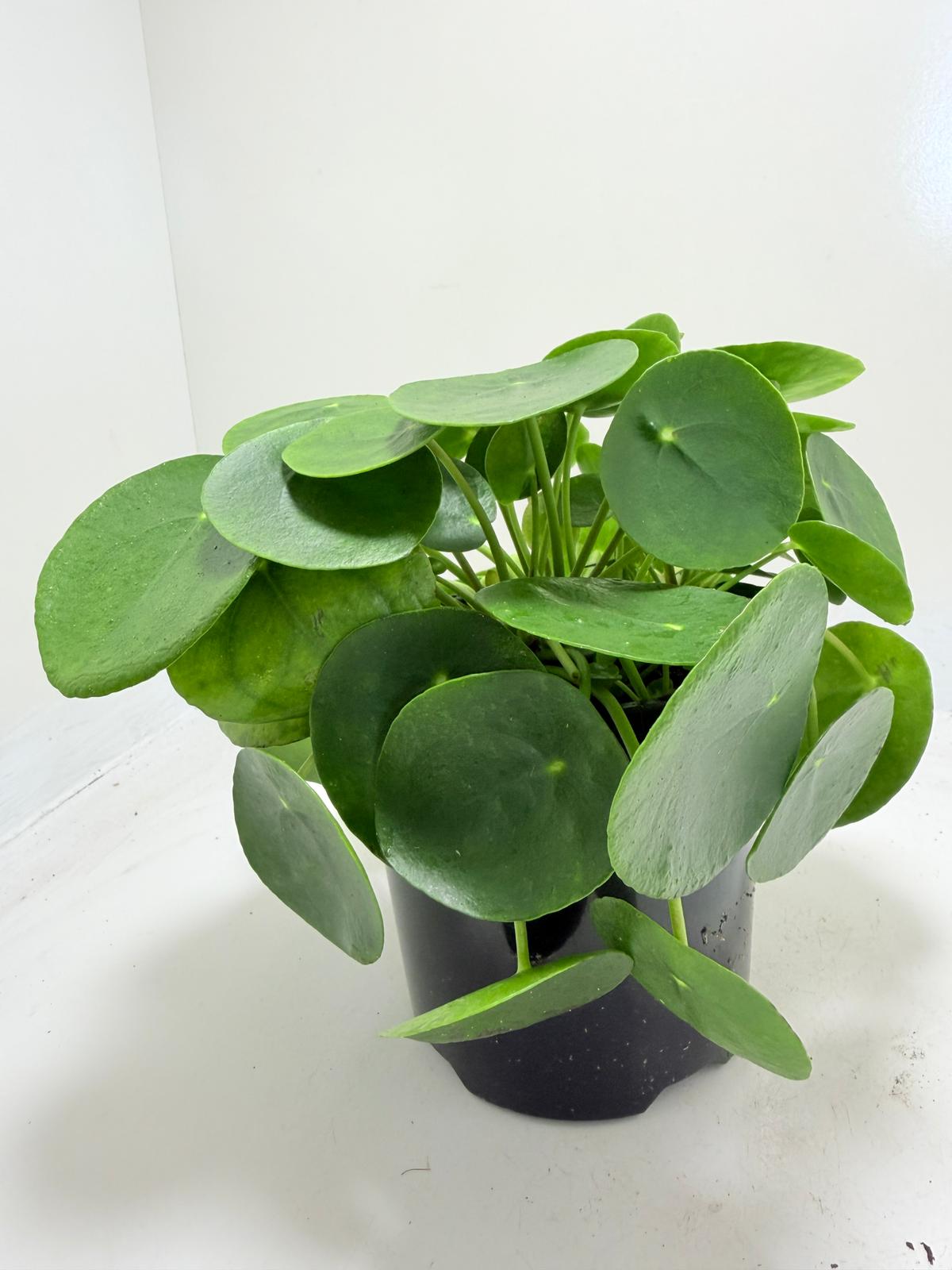 Pilea peperomioides growing in a 190mm nursery pot