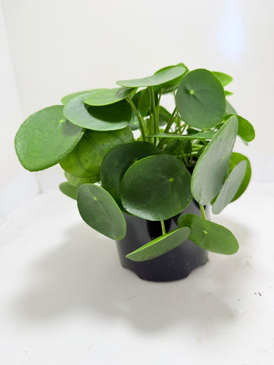 Chinese Money Plant - Pilea Peperomioides 