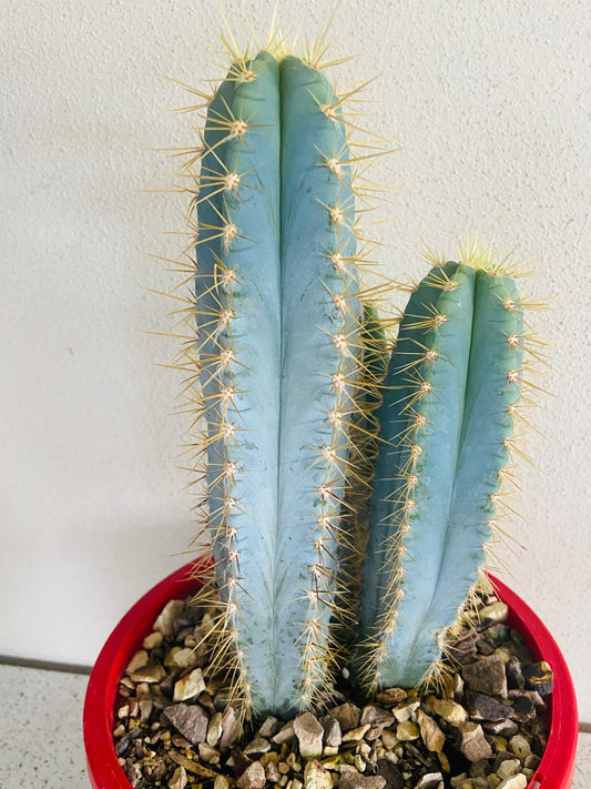 pilocereus cactus (Cereus Azureus) My Store