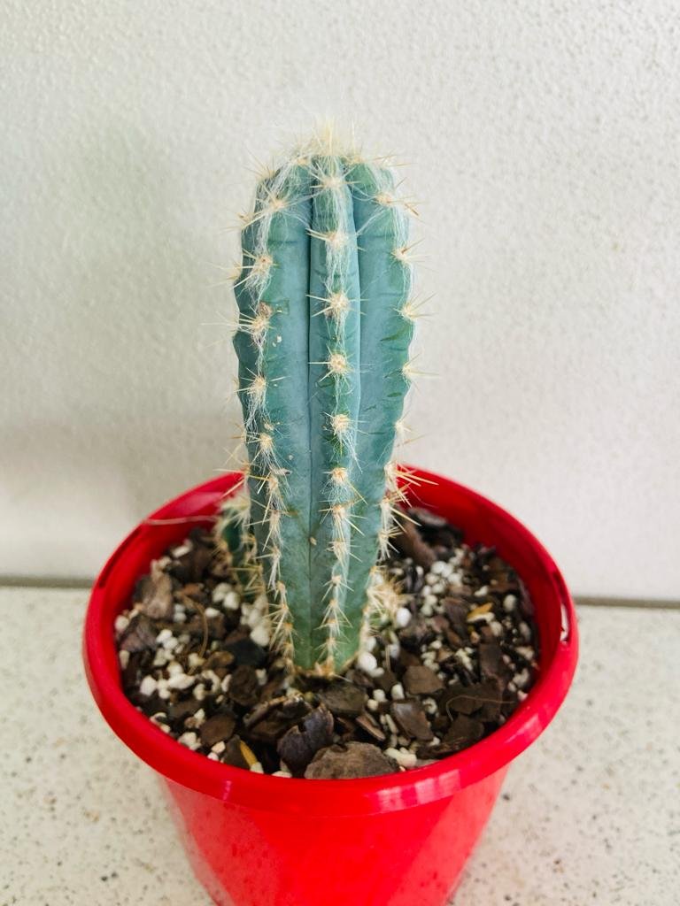 Pilocereus cactus for sale Australia