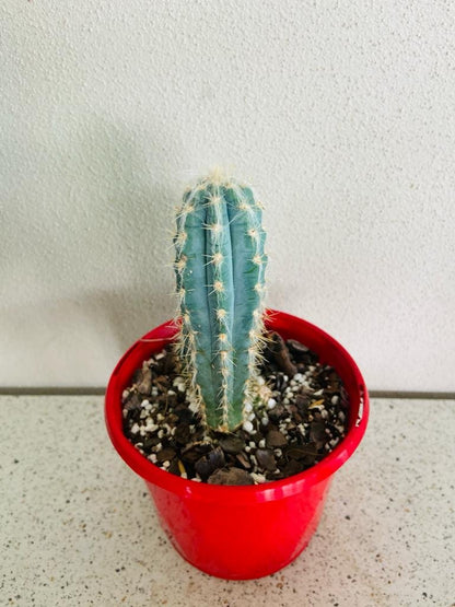 Close-up of the ribbed blue-green stems of Pilocereus cactus
