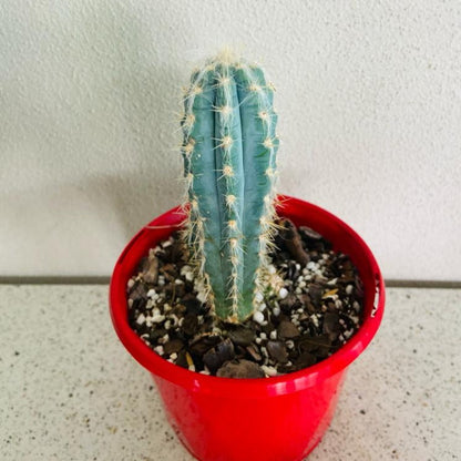 Pilosocereus Blue Torch Cactus growing in a 130mm nursery pot