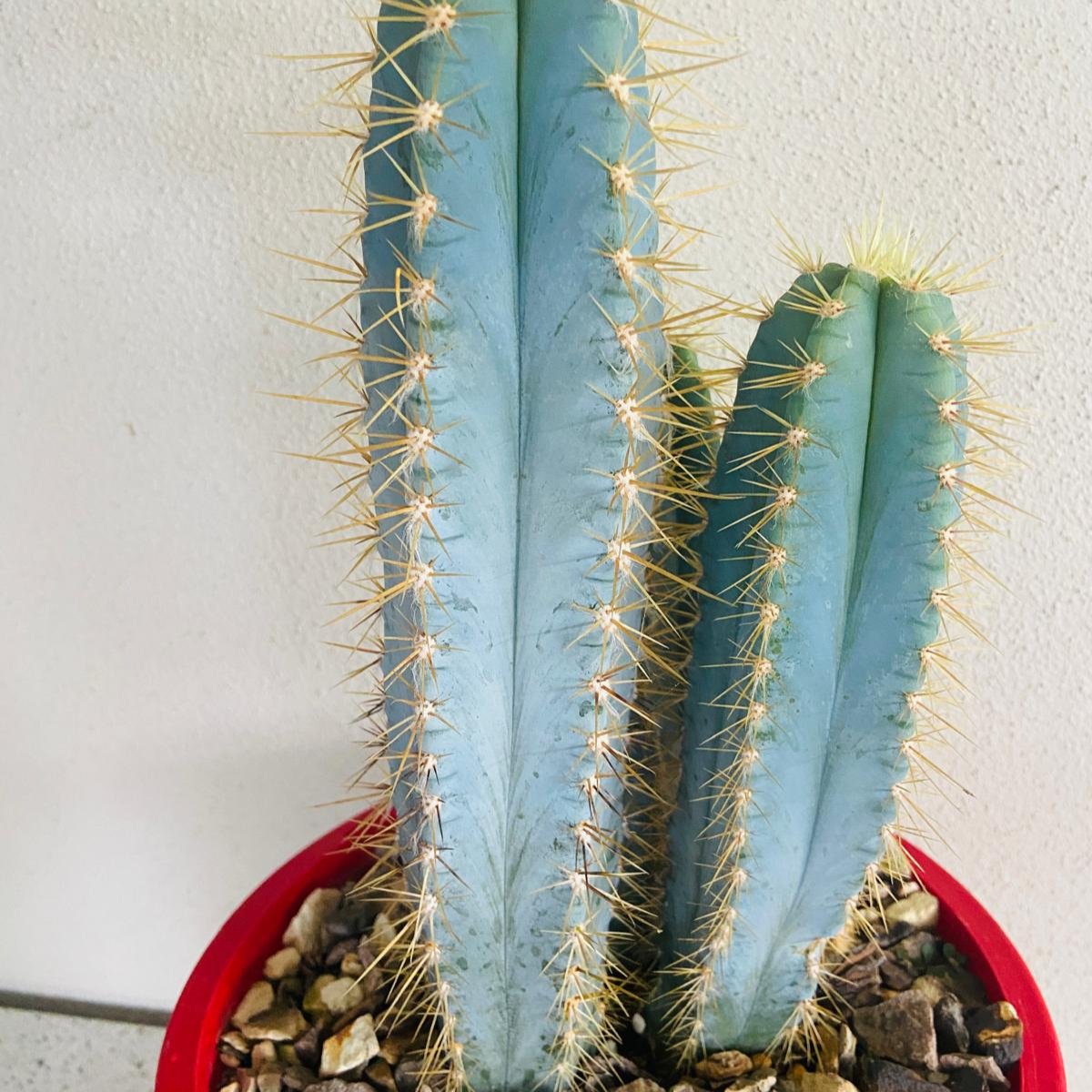 Pilosocereus Blue Torch Cactus with blue-green columnar stems