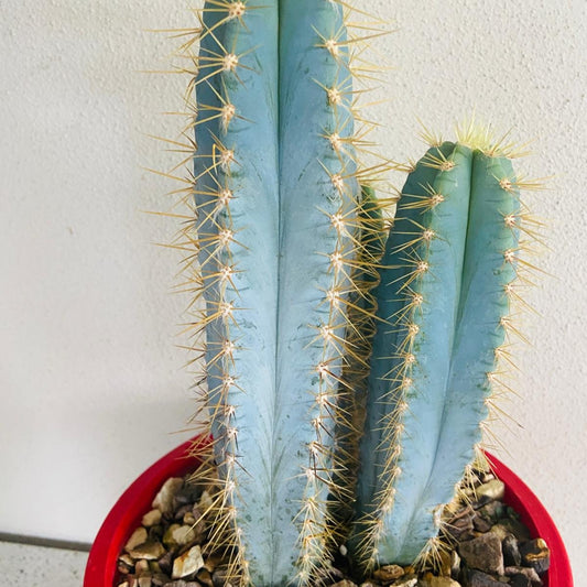 Pilosocereus Blue Torch Cactus with blue-green columnar stems