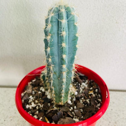 Pilosocereus cactus with upright ribbed columnar growth
