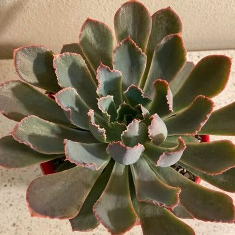 Echeveria Pink Frills with a compact ruffled rosette