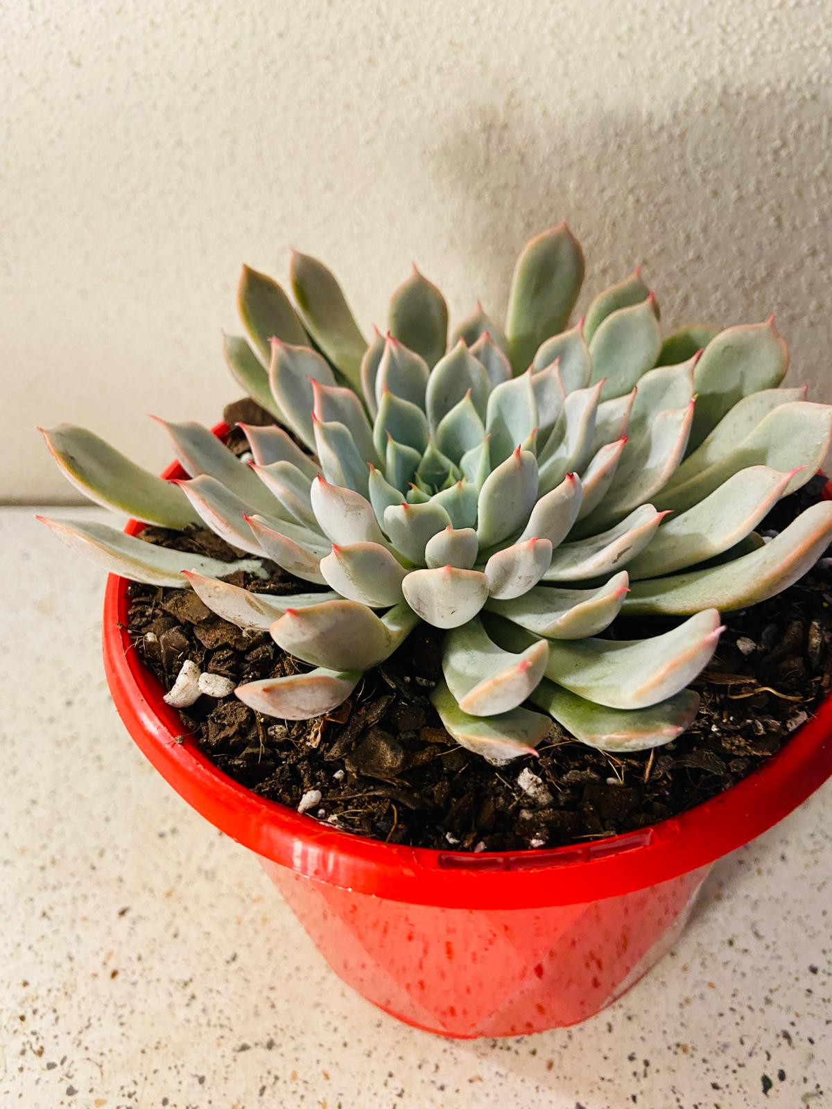 Pink Zaragoza succulent showing pastel pink leaves arranged in a neat rosette