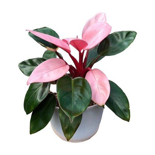 Philodendron Pink Princess
