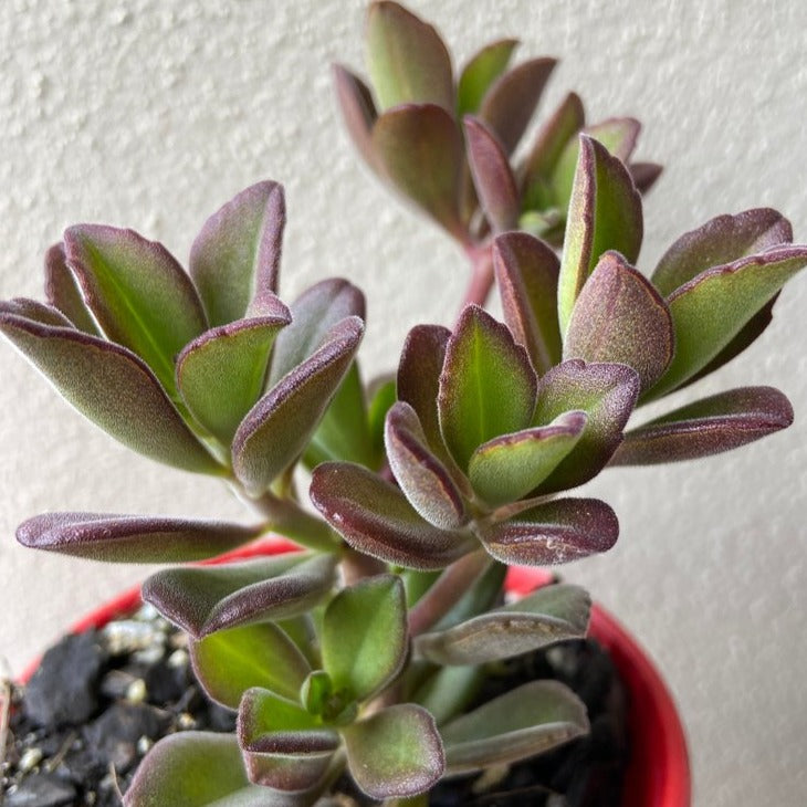 Plectranthus Caninus (Dogsbane)  100mm My Store