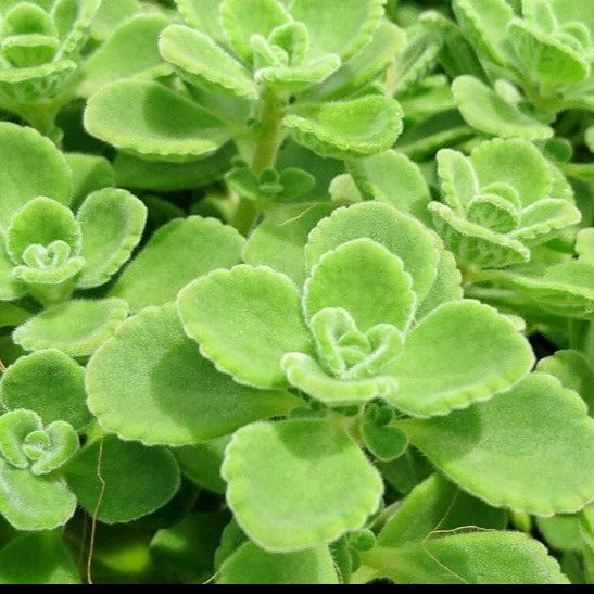 Plectranthus tomentosa Vicks Plant with soft fuzzy green leaves