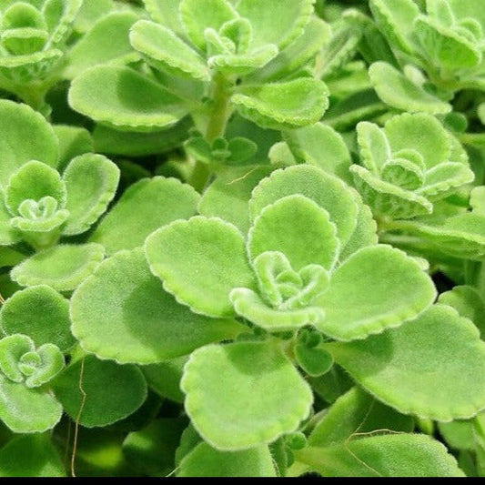 Plectranthus tomentosa Vicks Plant with soft fuzzy green leaves