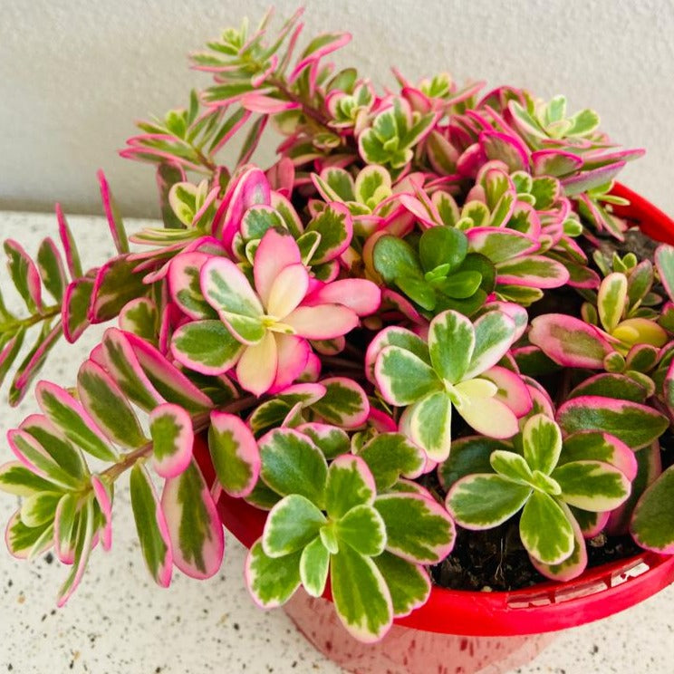 Variegated Portulaca succulent with soft green and cream-toned leaves