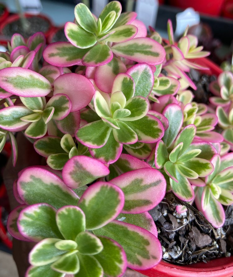 Portulaca plant with variegated leaves and low-growing succulent form