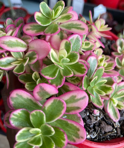 Portulaca plant with variegated leaves and low-growing succulent form