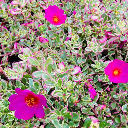 A Portulaca Variegated Sunjewels plant with vibrant pink flowers and variegated leaves in shades of green, cream, and yellow.