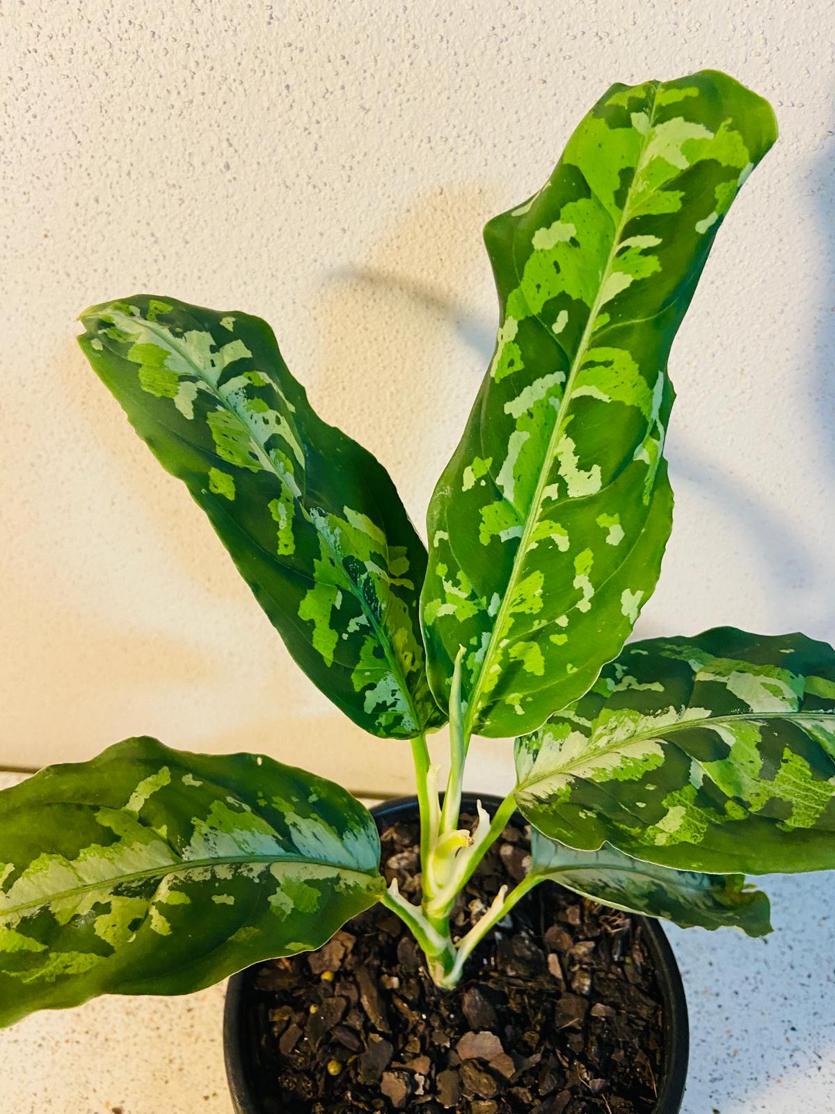 Potted Aglaonema pictum ‘Tricolor’ suitable for bright indoor plant displays