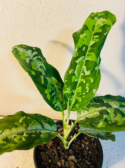 Potted Aglaonema pictum ‘Tricolor’ suitable for bright indoor plant displays