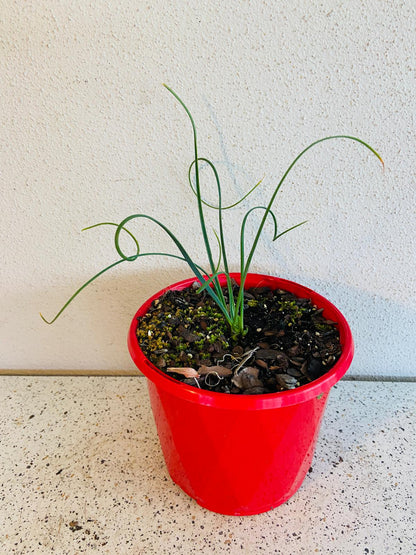 Potted Albuca Spiralis plant suitable for bright indoor or patio spaces