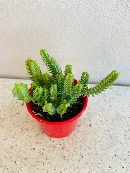 Potted Crassula muscosa plant suitable for succulent arrangements
